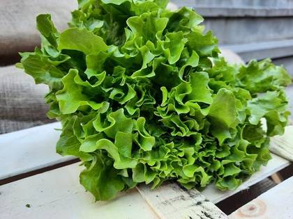 Lettuce. 300Gr
