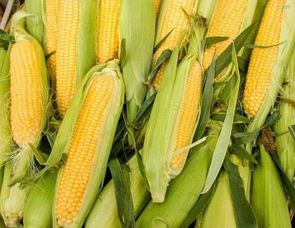 Corn 1pcs