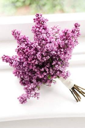 Lilac