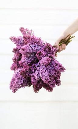 Lilac