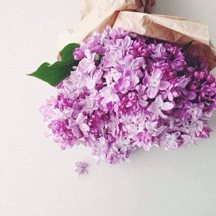 Lilac In Craft