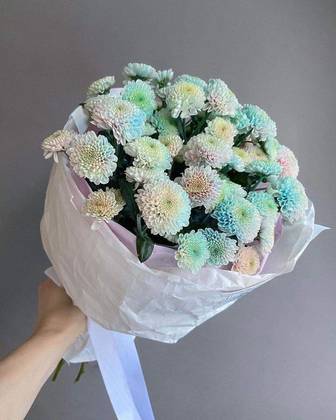 Chrysanthemum