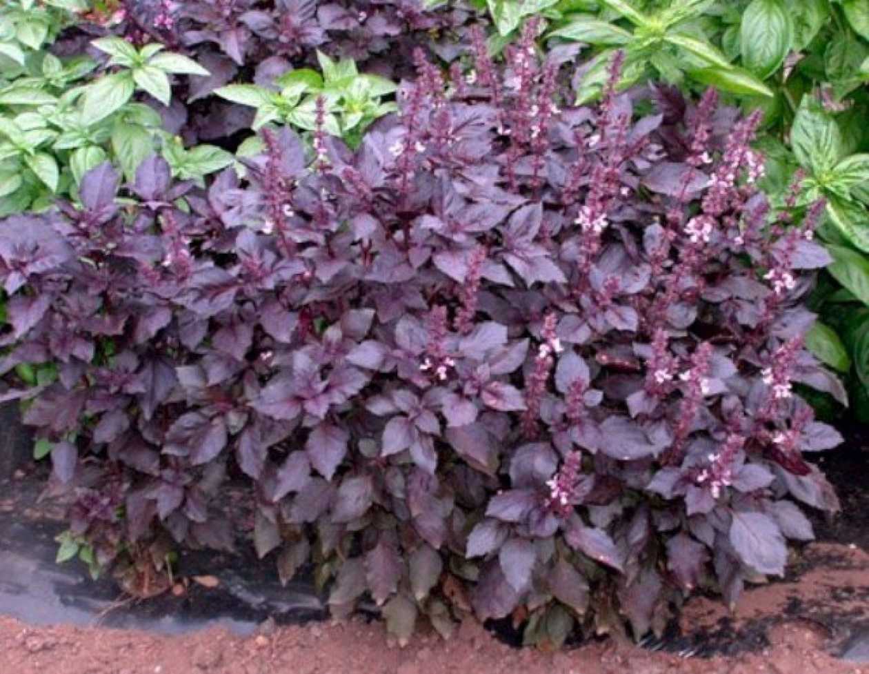 basil 100gr