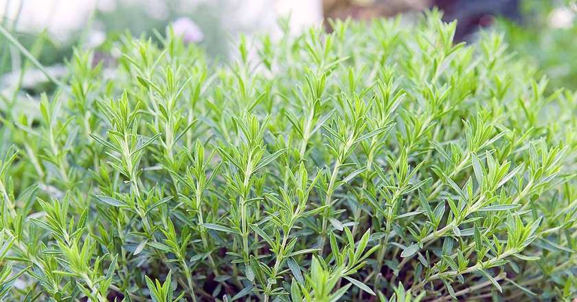 tarragon