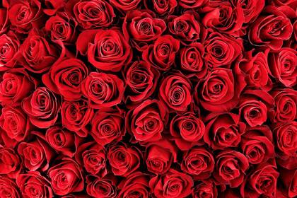 Red rose (Ecuador) 100 cm.