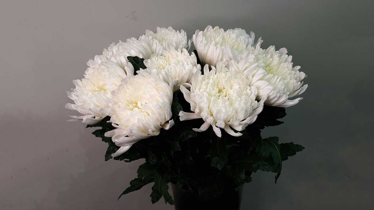 White Single-Headed Chrysanthemum