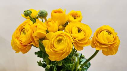 Ranunculus Yellow/Orange 10 pcs