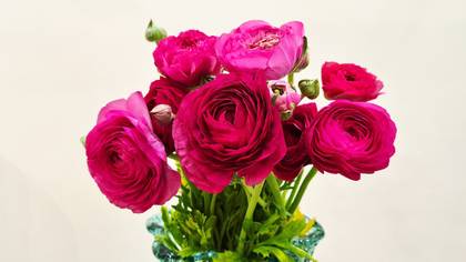 Ranunculus Dark Pink 10 pcs