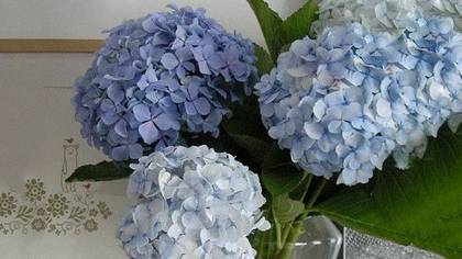 Hydrangea Blue
