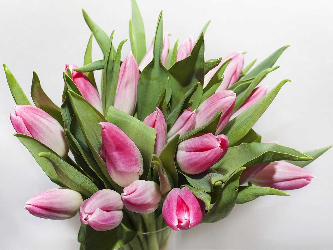 Light pink tulips 20gb