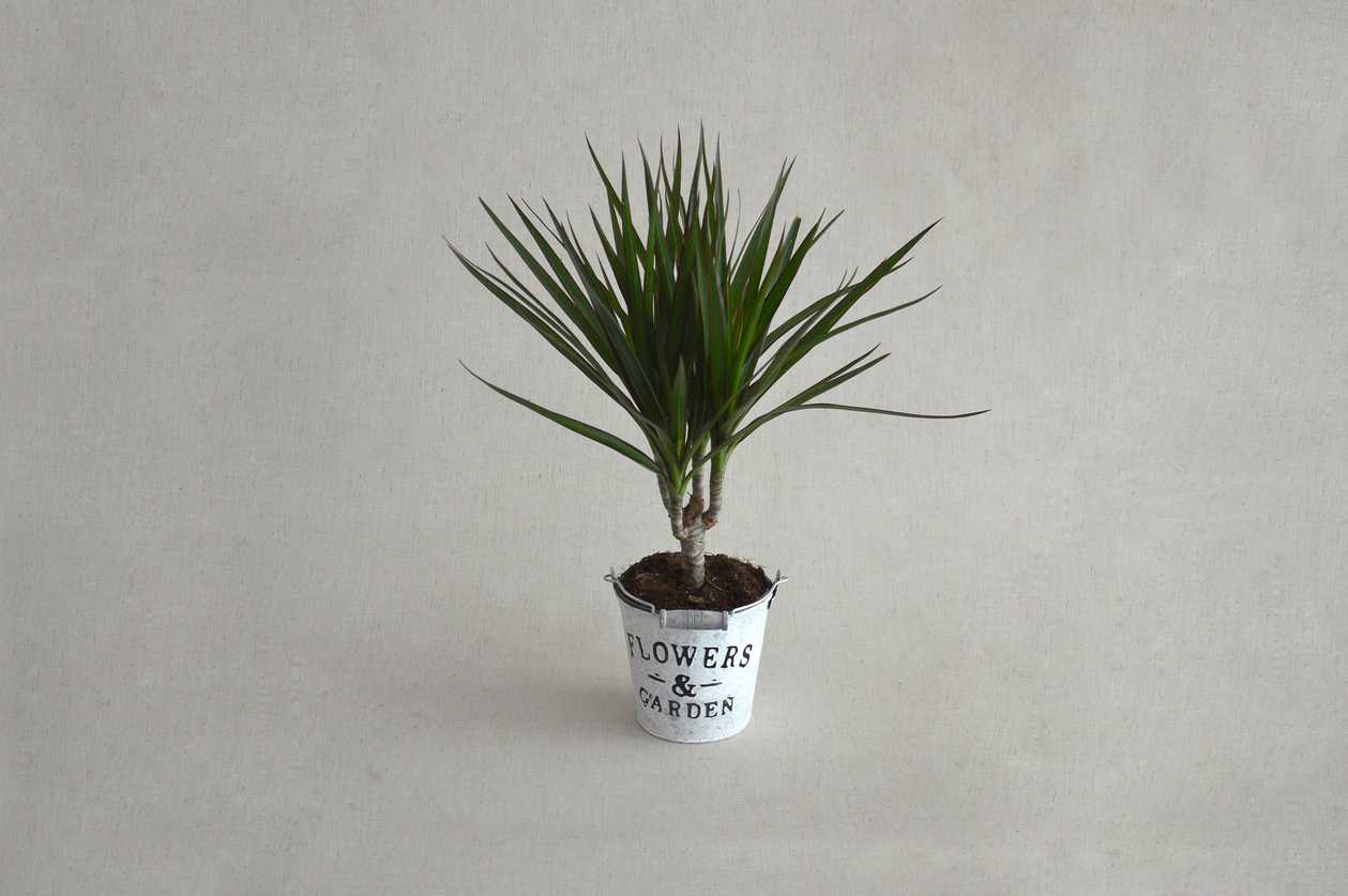 Dragon tree (Dracaena marginata)