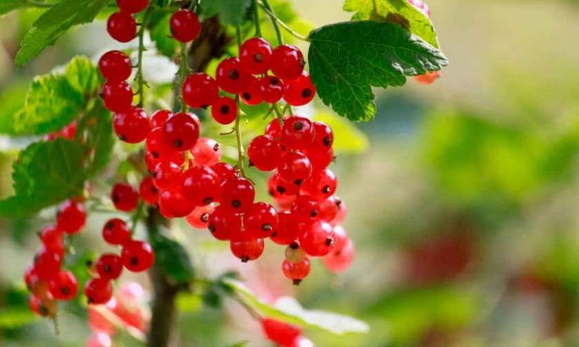 Red currant 150gr