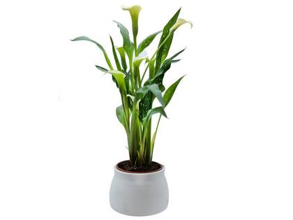 Zantedeschia