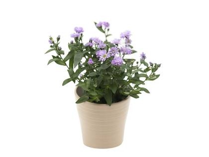 Aster
