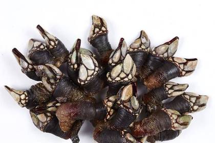 Percebes Nacional Dose 250g