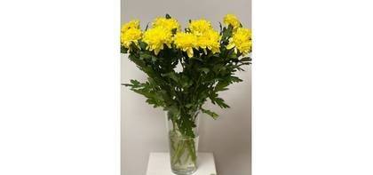 Yellow Chrysanthemum