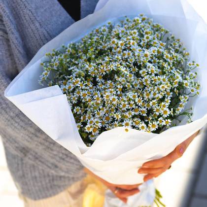 Chamomile (15 pc.)