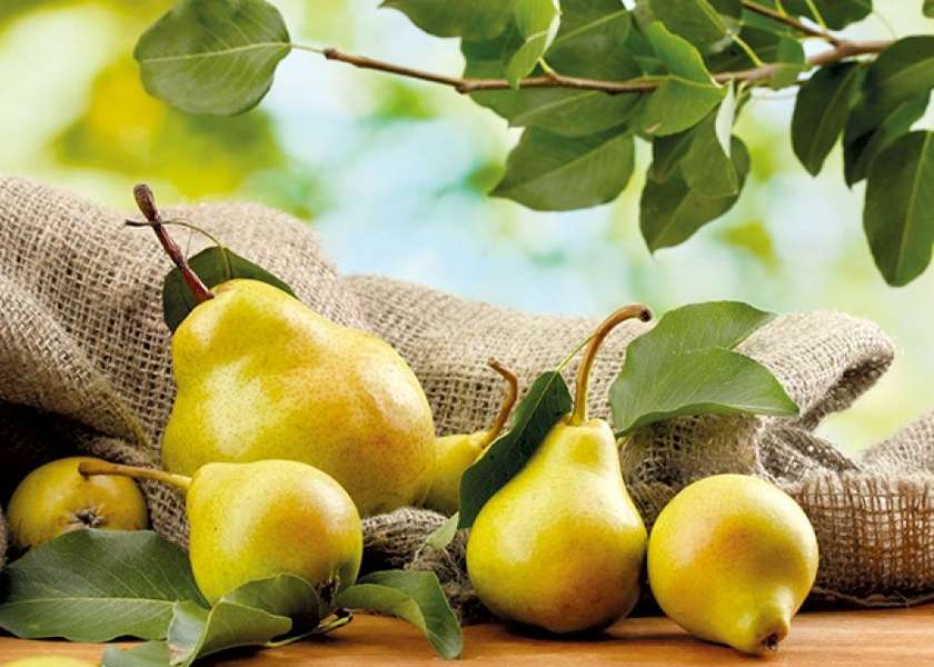 Pear Joseph