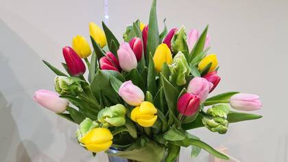 Tulips mix