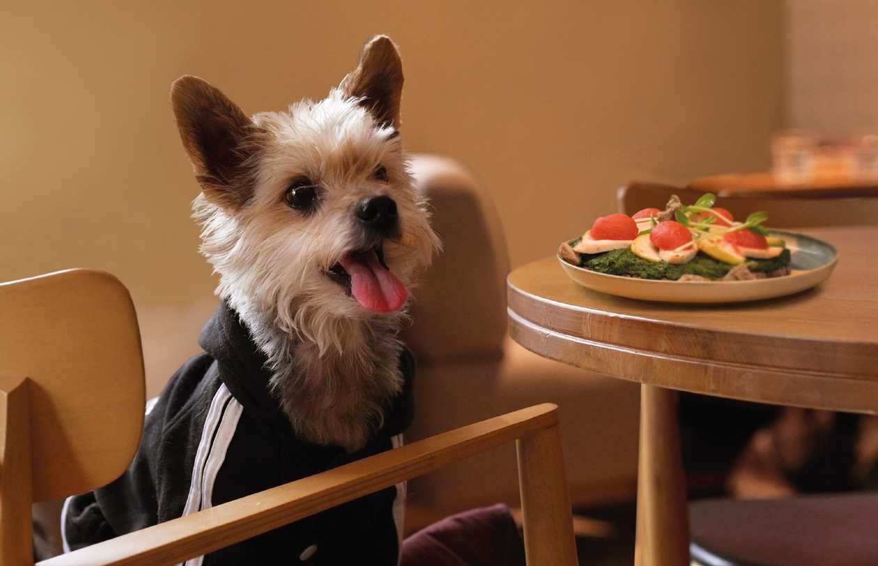 Dog’s pizza