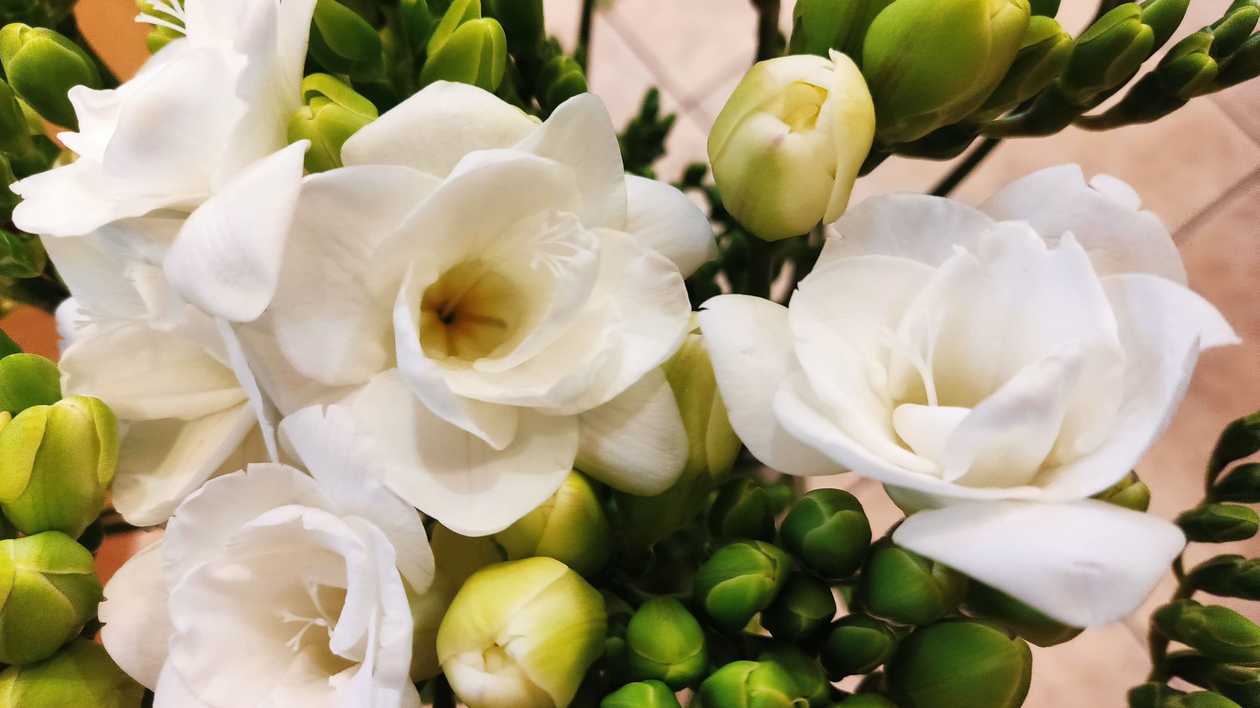 White Freesias