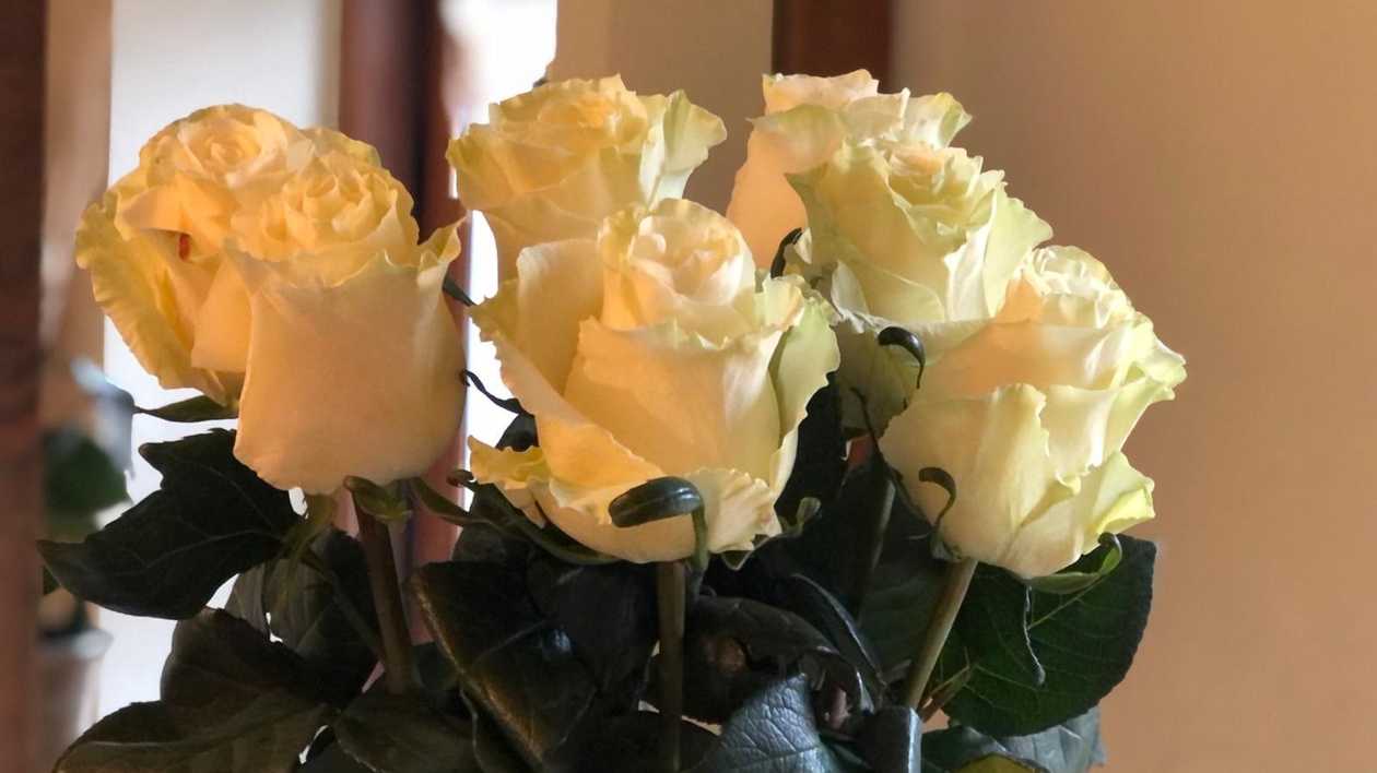White Rose, ~50cm (1)