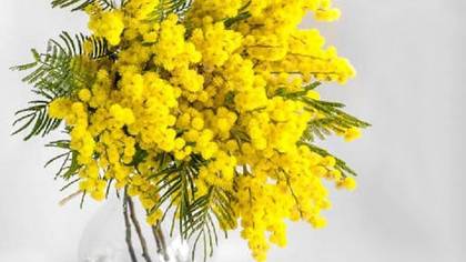 Mimosa
