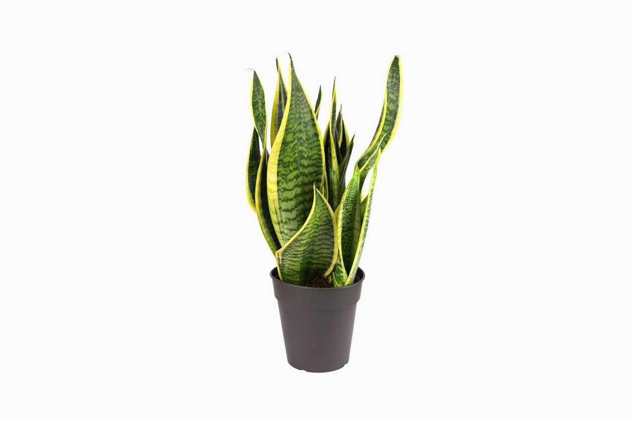 Sansevieria