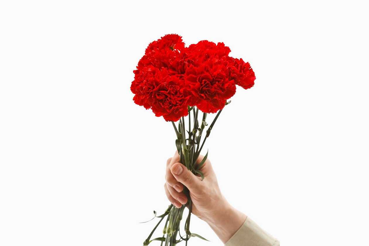 Carnations by the Stem