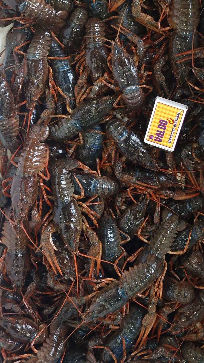 S narrow-clawed crayfish