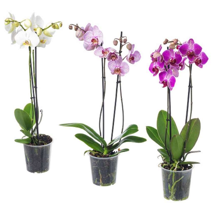 Orchids 50 - 70cm