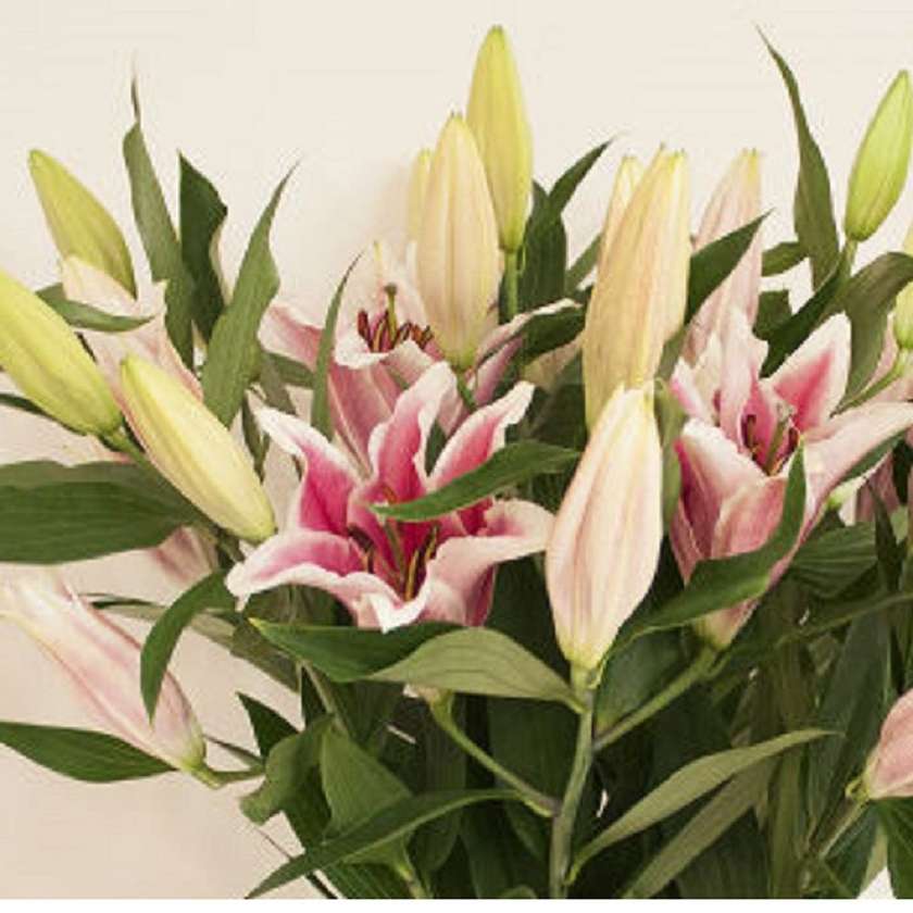 Pink lilies