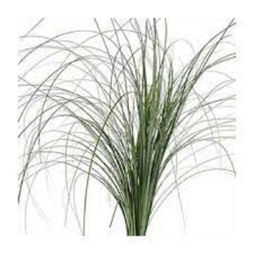 Beargrass