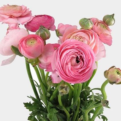 Pink ranunculus