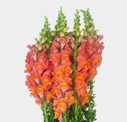 Snapdragons orange and yellow