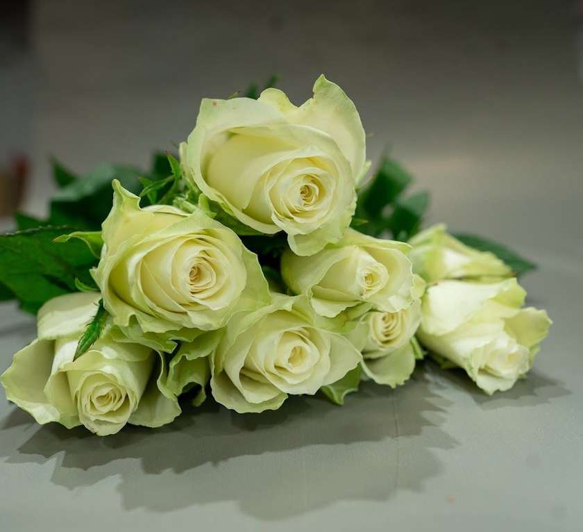 White Rose (40 cm)
