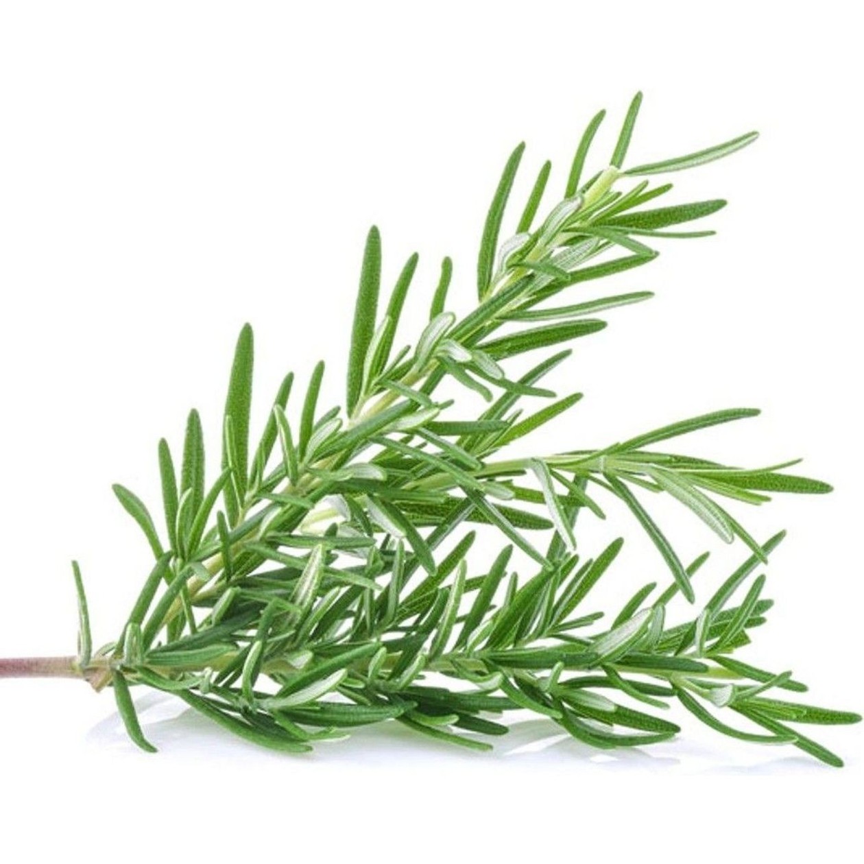 Packed Rosemary, 15g (expires soon)