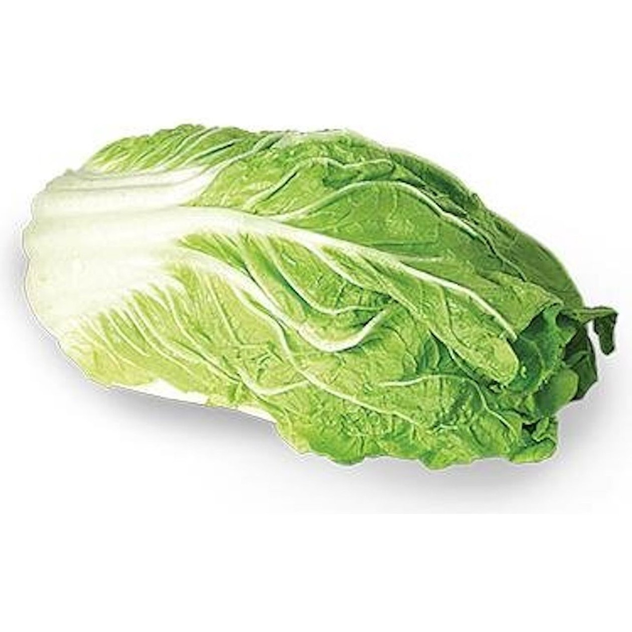 Napa Cabbage, 1pc (expires soon)