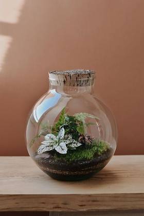 Terrarium #1