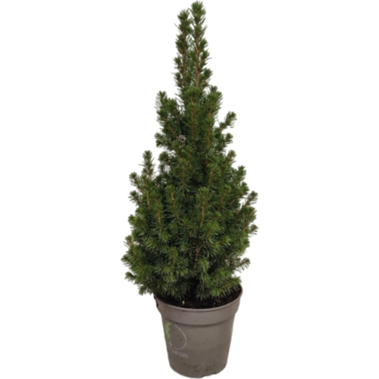 Kalėdinė eglutė PERFECTA (gyva, vazone, 45-50cm), 1vnt.