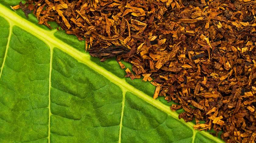 OXBAR G8000 Tobacco Trio