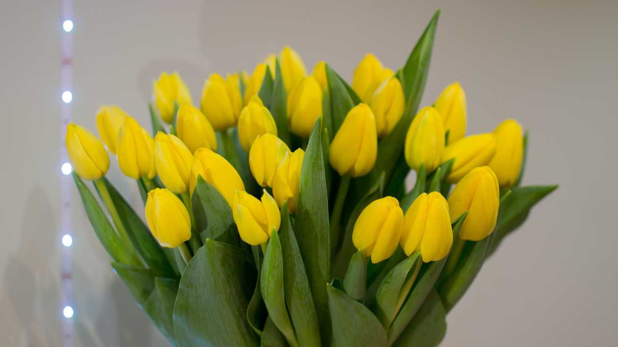 Yellow tulips