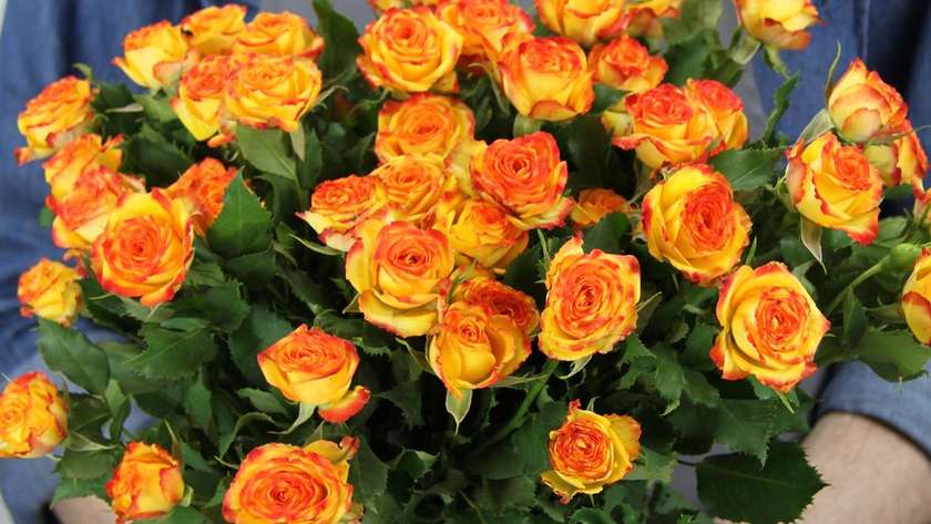 Orange yellow spray rose