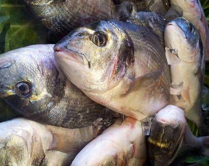Grilled Sea Bream