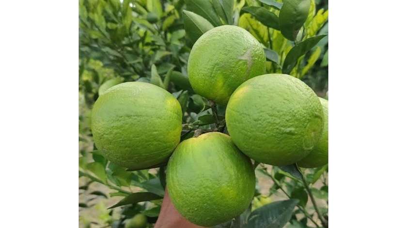 Lemon X4