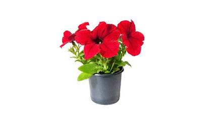 Petunia, X1