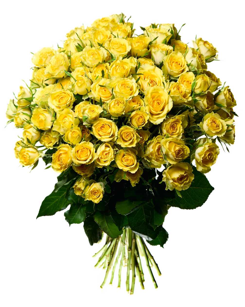 Yellow bush roses