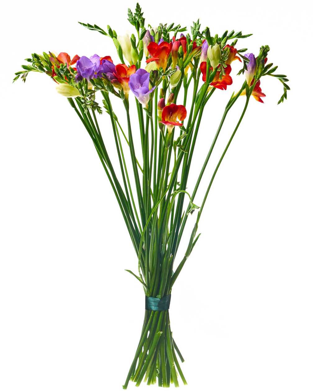 Mix freesias