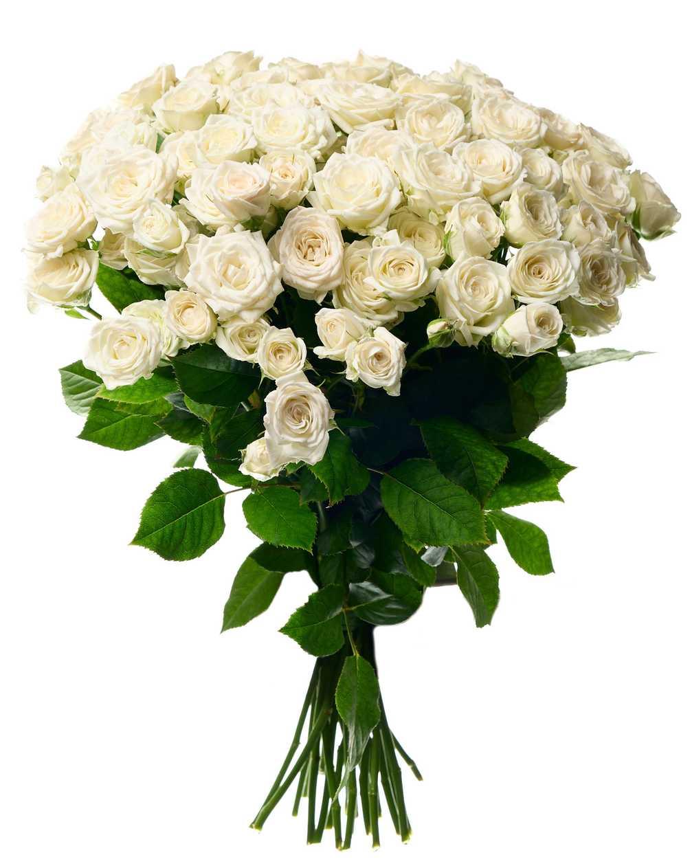 White bush roses