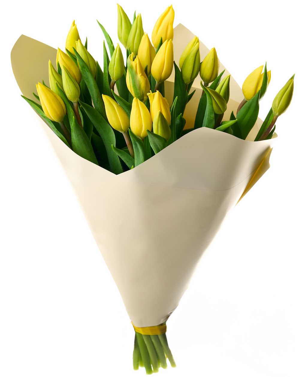Yellow tulips